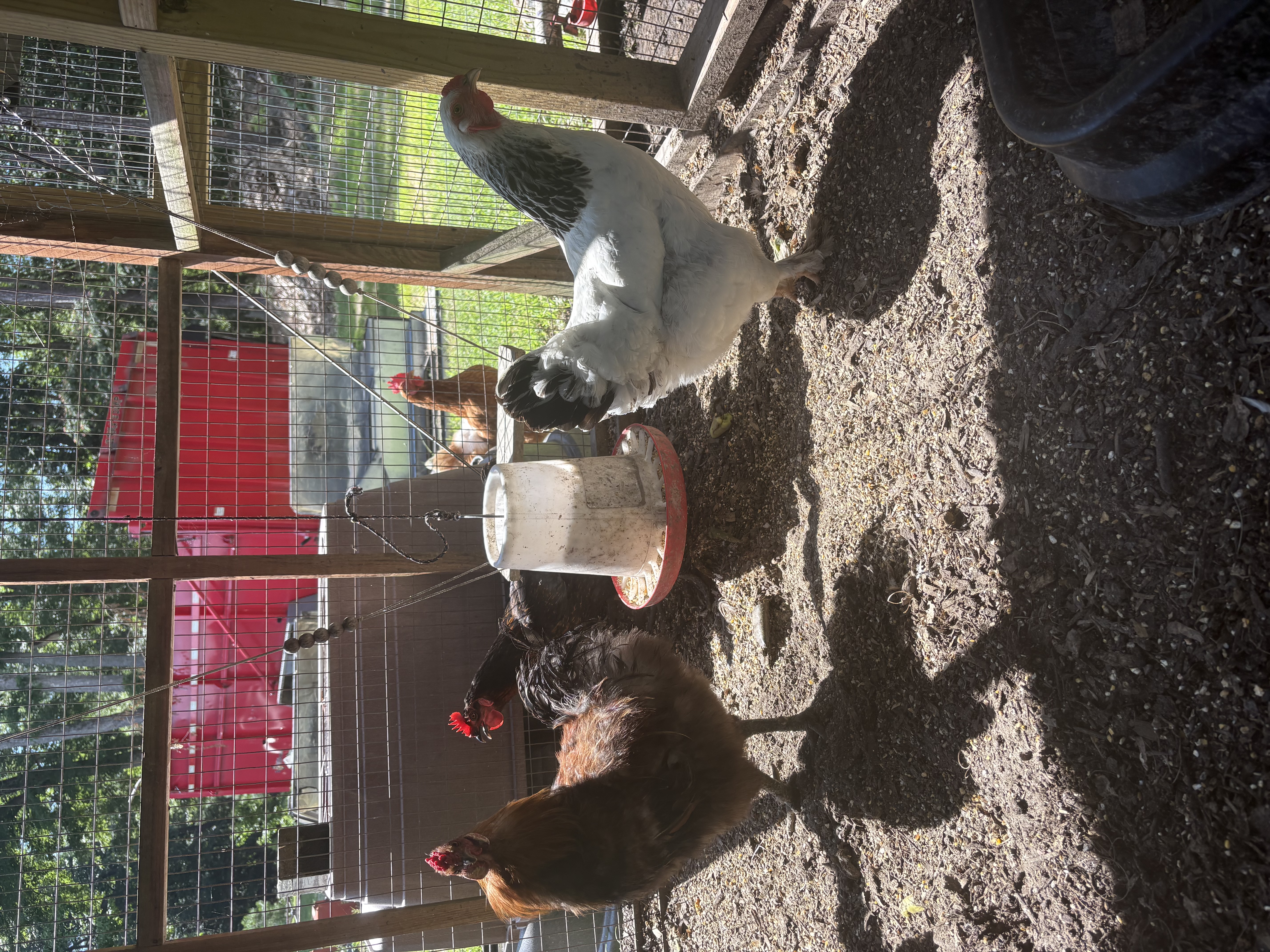 The chickens I took care of