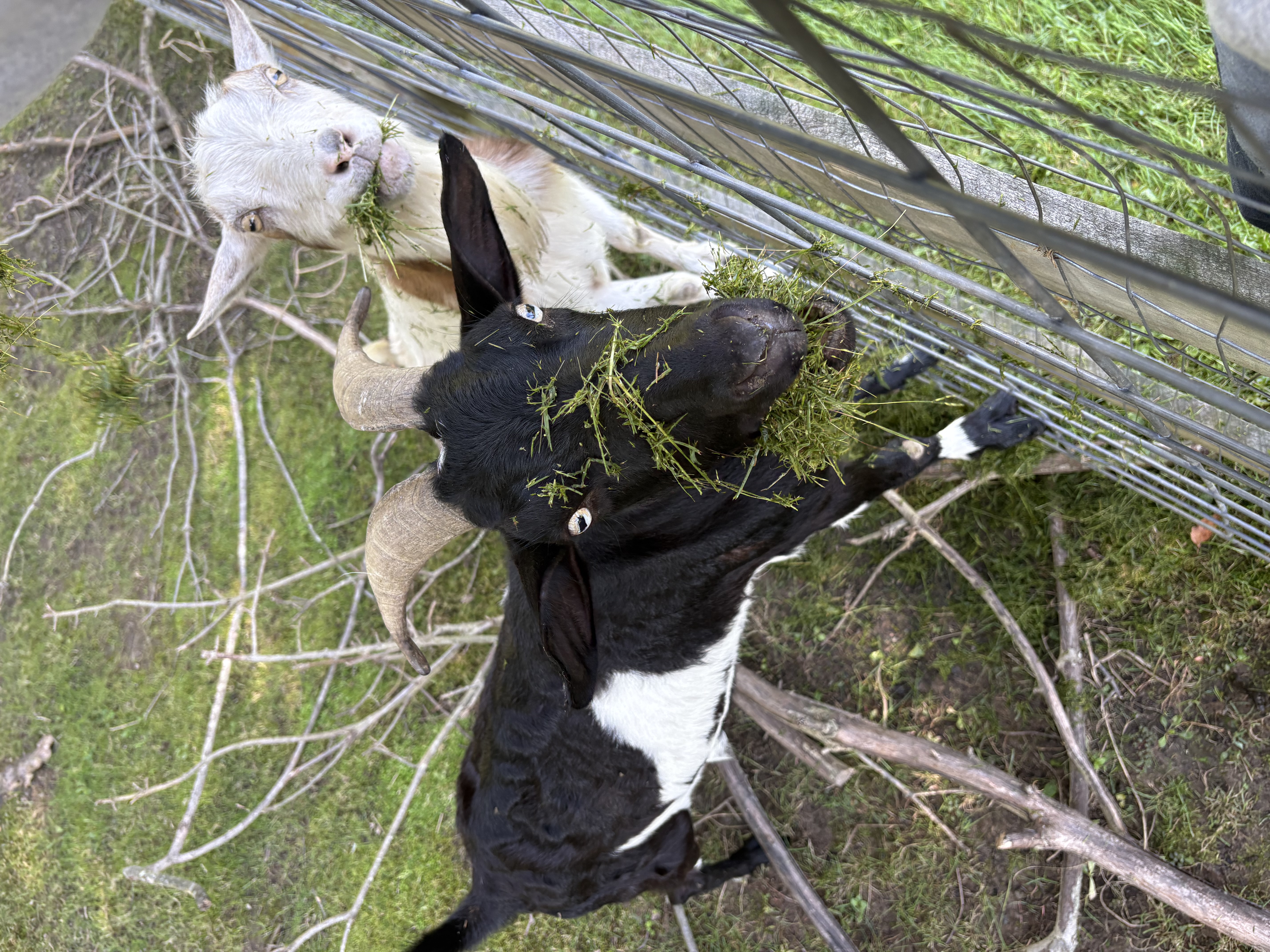Goats eating the clippings
