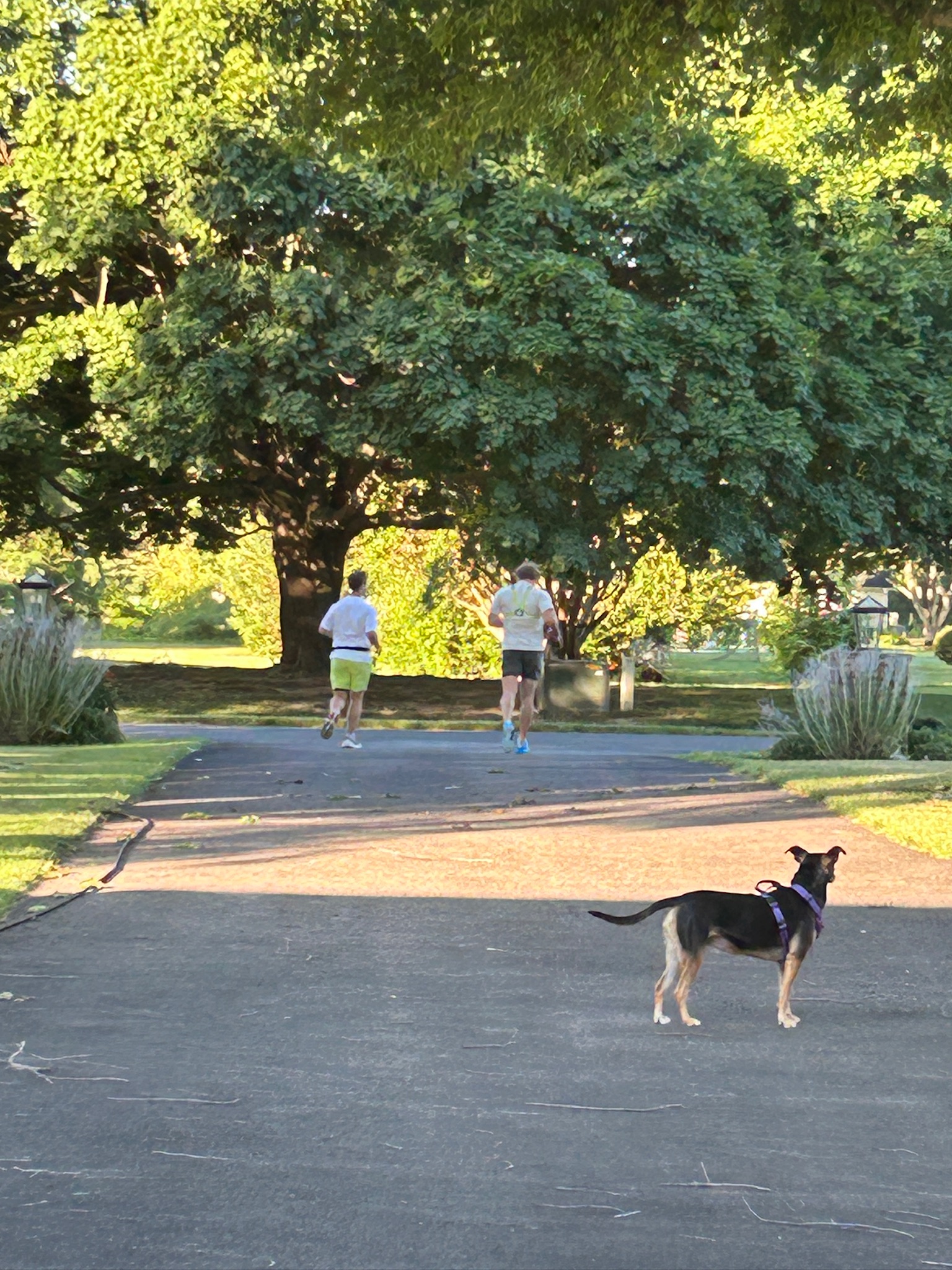 Max and Mike running away down a tree-lined park path at dawn, a dog watching from the road.